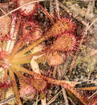 Pink sundew